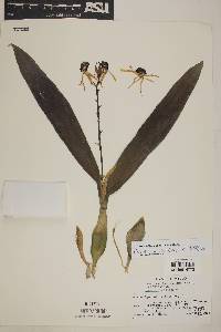 Prosthechea cochleata image