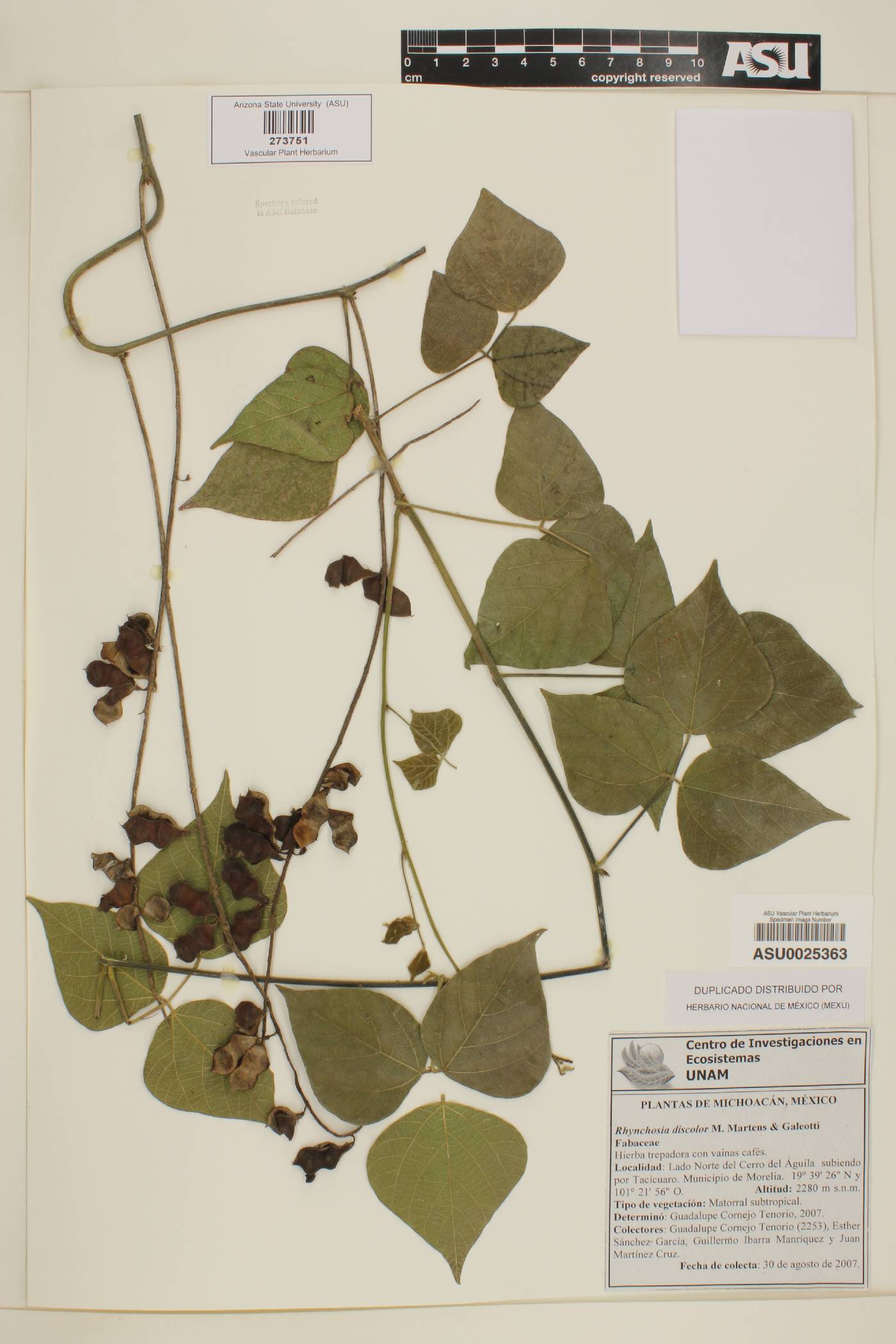 Rhynchosia discolor image