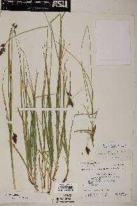 Carex wootonii image