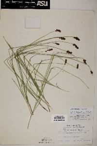 Carex occidentalis image