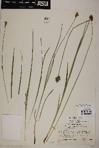 Carex subfusca image