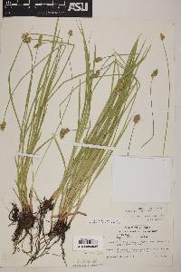 Carex subfusca image