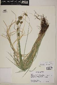 Carex subfusca image