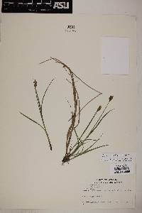 Carex subfusca image