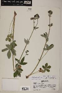 Potentilla thurberi var. atrorubens image