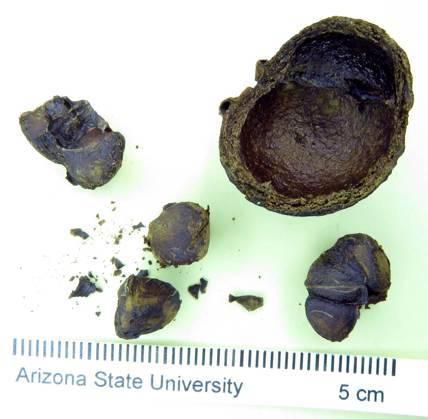 Psidium rostratum image