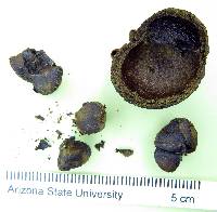Image of Psidium rostratum
