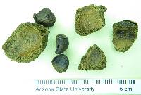 Psidium rostratum image