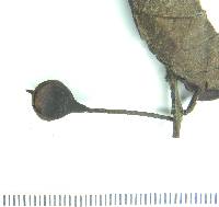 Psidium rostratum image