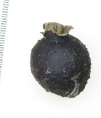 Psidium rostratum image