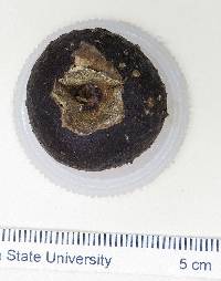 Psidium rostratum image