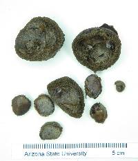 Psidium rostratum image