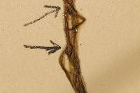 Najas flexilis image
