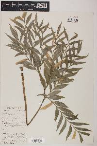 Bowenia spectabilis image