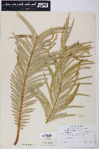 Cycas revoluta image