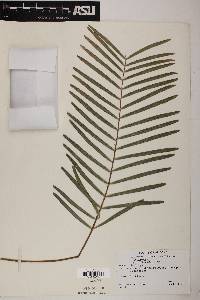 Zamia integrifolia image