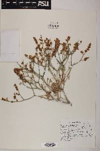 Eriogonum heermannii image