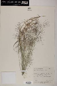 Muhlenbergia pungens image