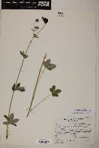 Potentilla thurberi image