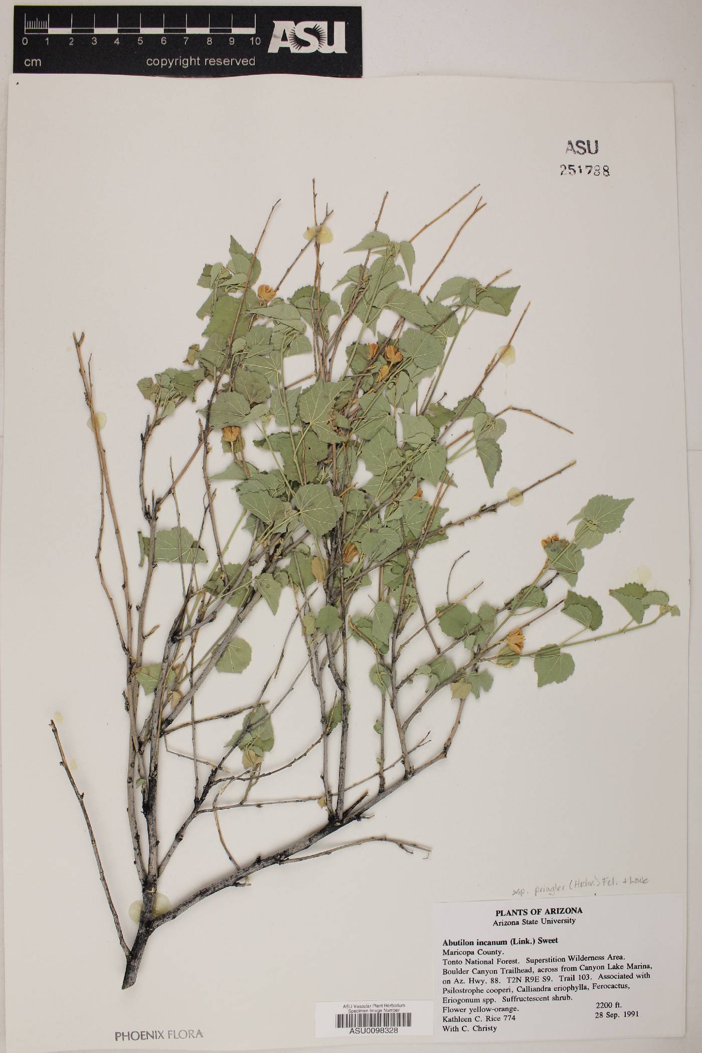 Abutilon incanum subsp. pringlei image