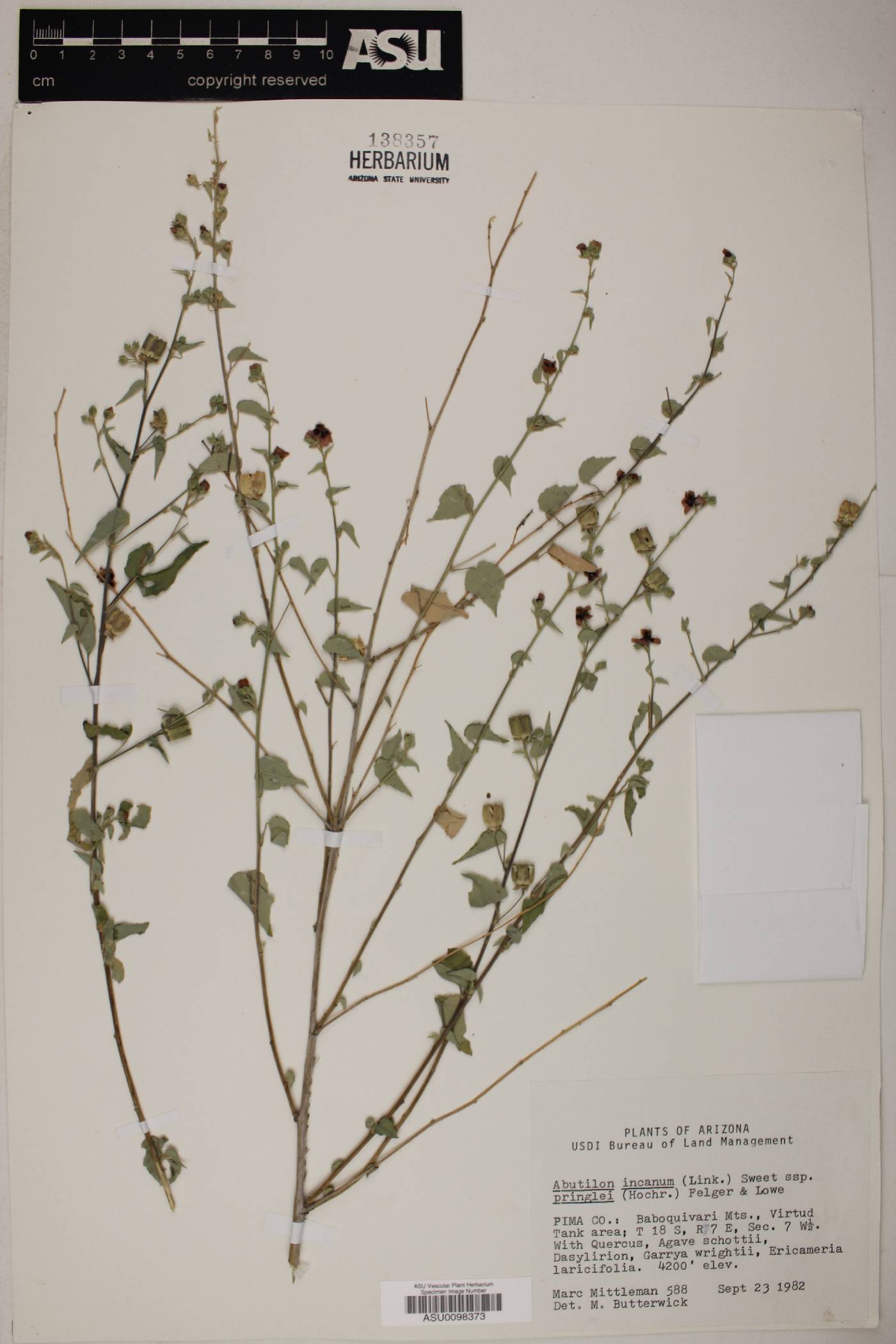 Abutilon incanum subsp. pringlei image