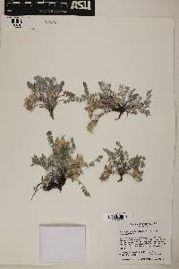 Astragalus castaneiformis image