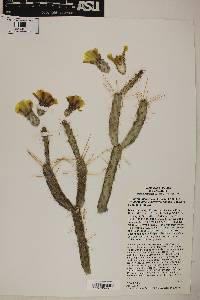 Cylindropuntia tesajo image