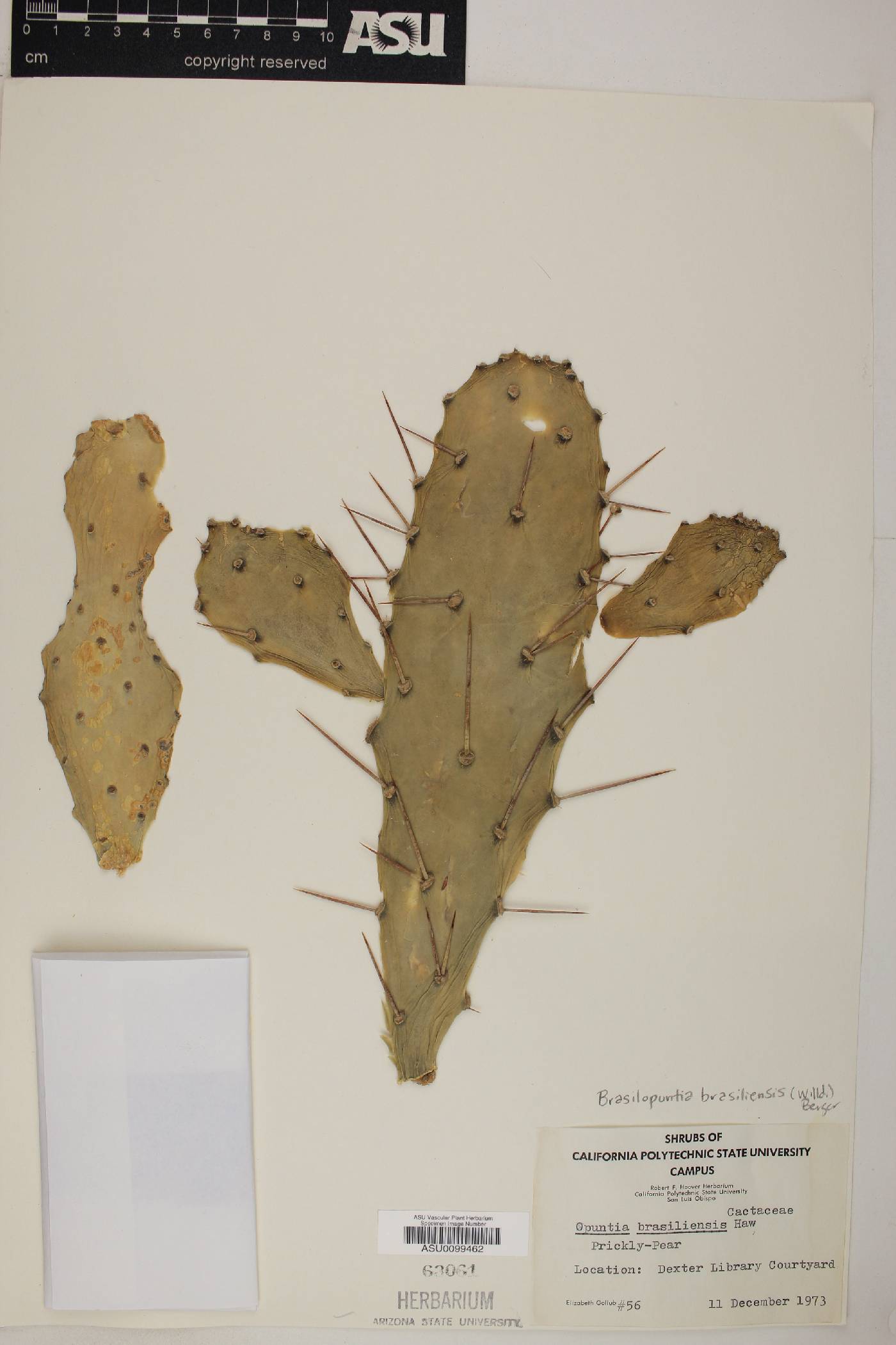 Brasiliopuntia brasiliensis image