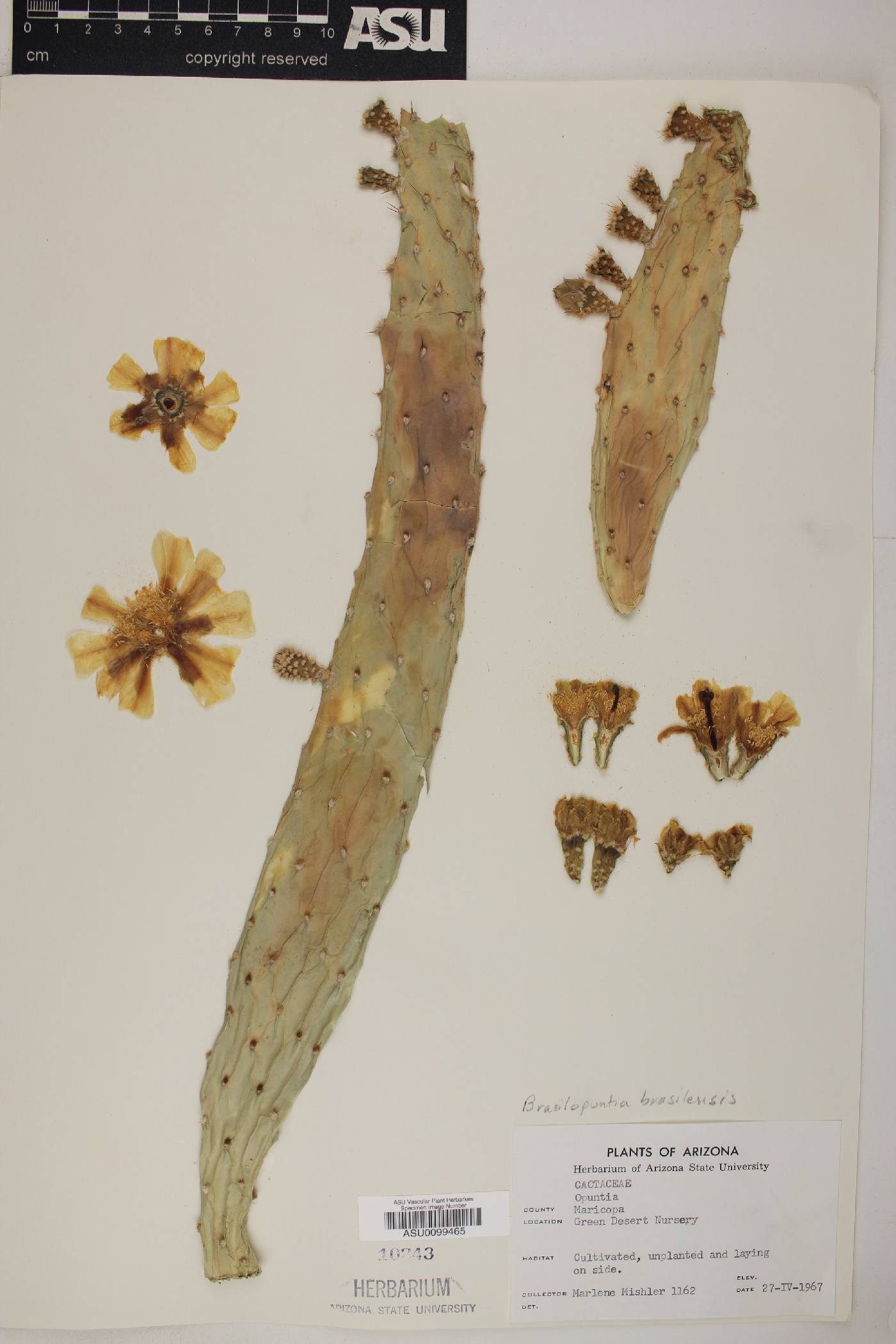 Brasiliopuntia brasiliensis image