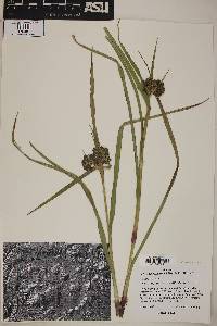 Scirpus microcarpus image