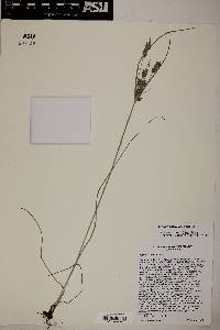 Cyperus sphaerolepis image