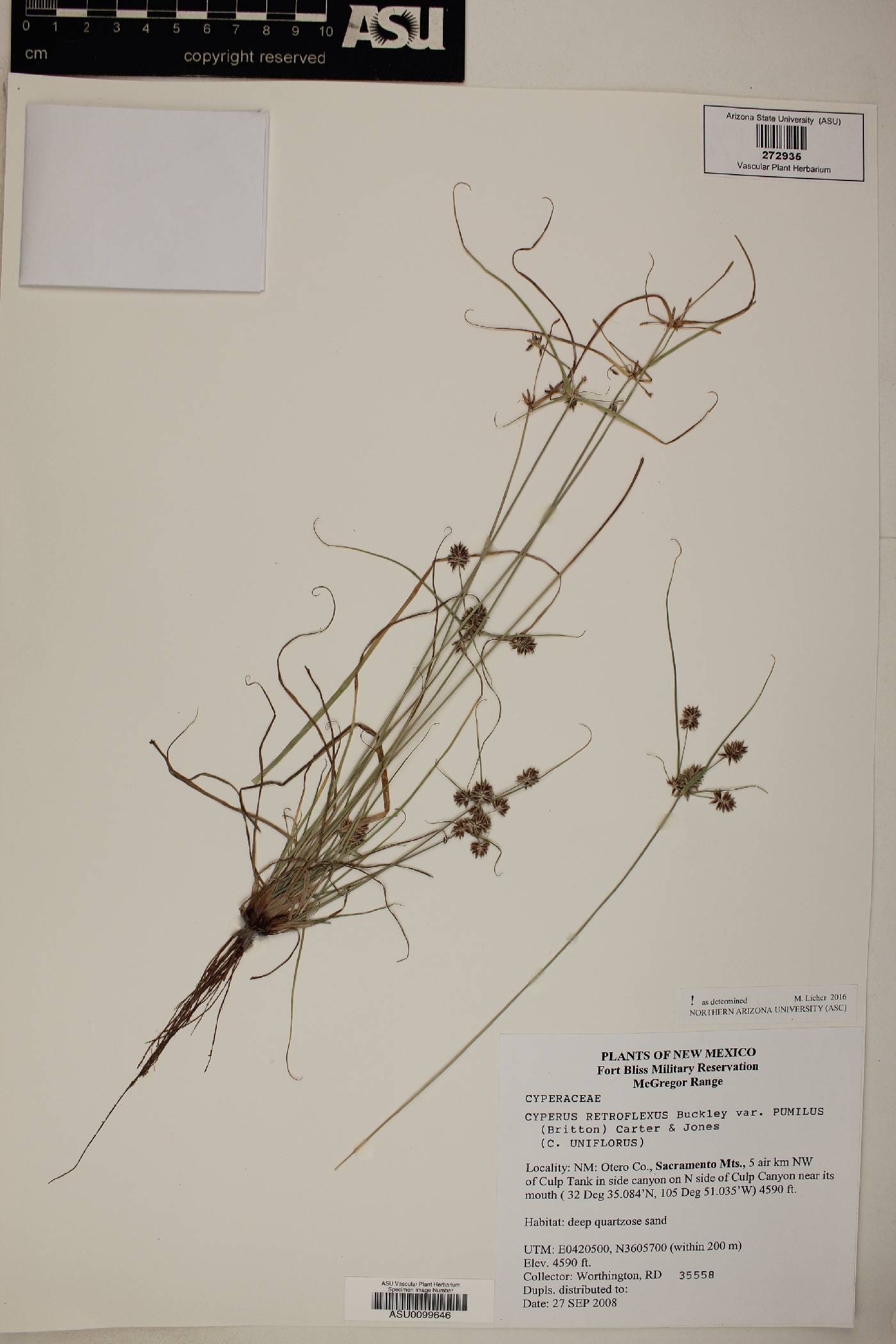 Cyperus retroflexus var. pumilus image