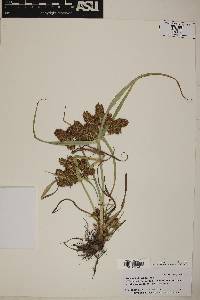 Cyperus erythrorhizos image