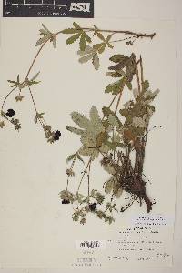 Potentilla thurberi var. atrorubens image