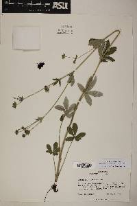 Potentilla thurberi var. atrorubens image