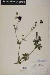 Potentilla thurberi var. atrorubens image