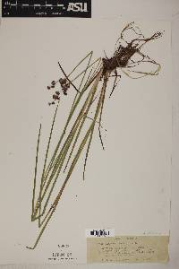 Juncus ensifolius var. montanus image