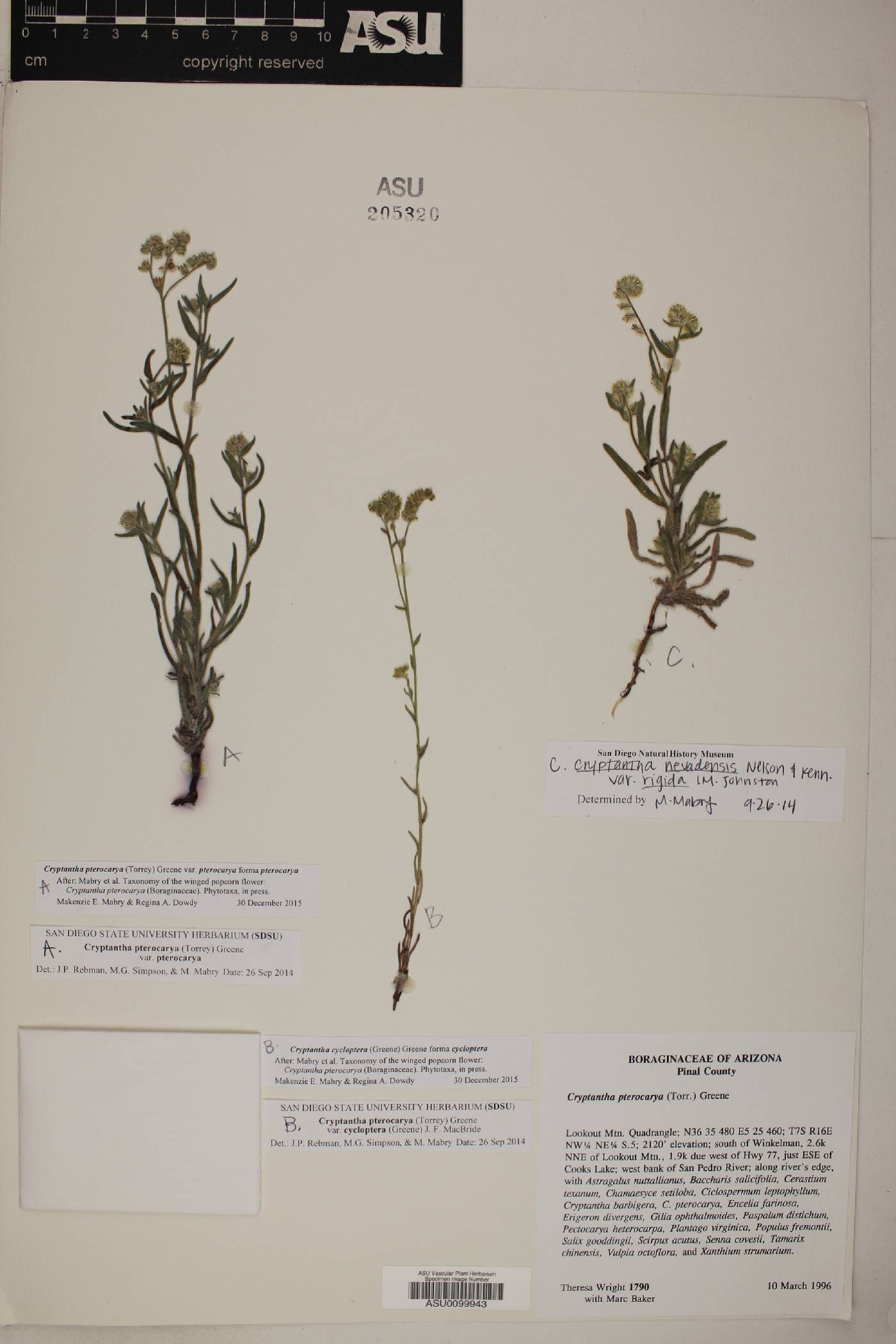 Cryptantha juniperensis image