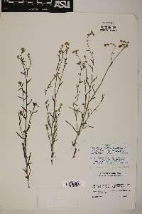 Cryptantha pterocarya var. pterocarya image