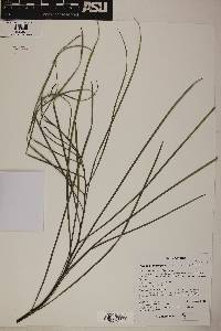 Acacia stenophylla image