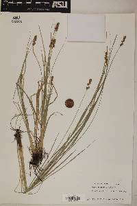 Carex occidentalis image