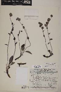 Tricardia watsonii image