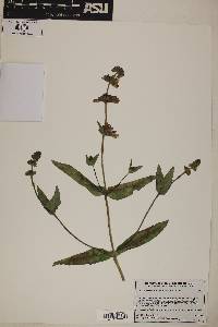 Collinsia bartsiifolia var. bartsiifolia image