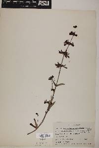 Collinsia heterophylla var. austromontana image