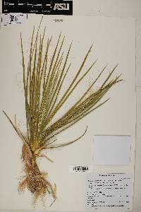 Yucca angustissima image