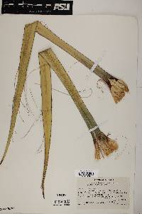 Yucca baccata image