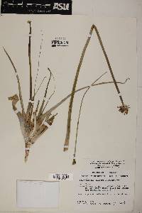 Triteleiopsis palmeri image