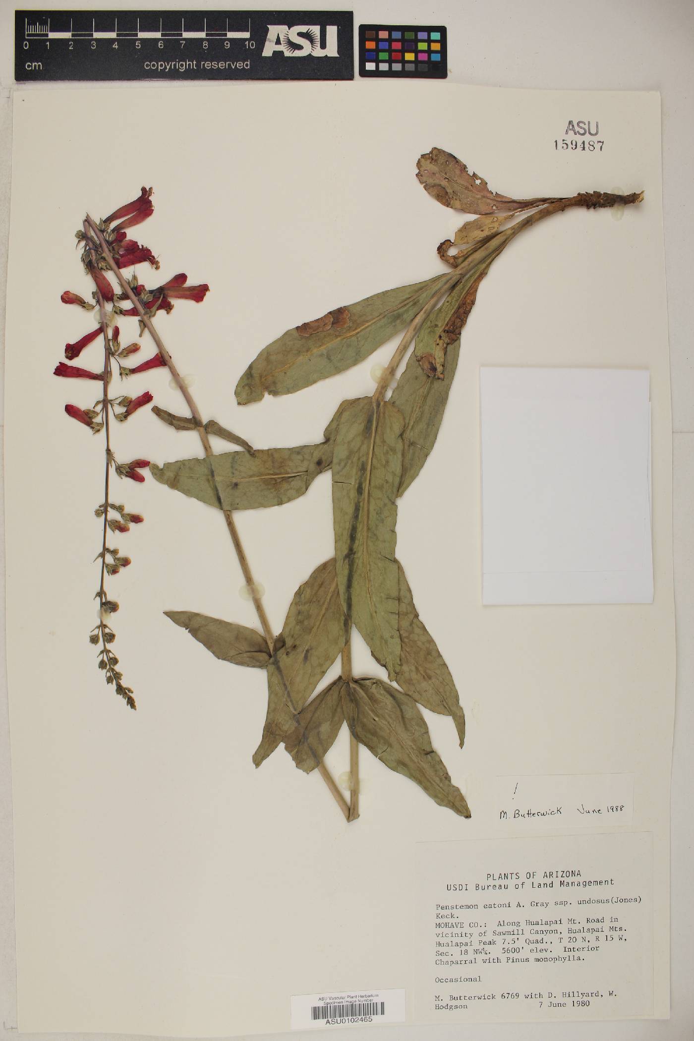 Penstemon eatonii var. exsertus image