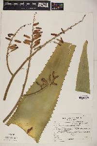 Aloe secundiflora image