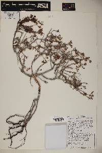 Eriogonum terrenatum image